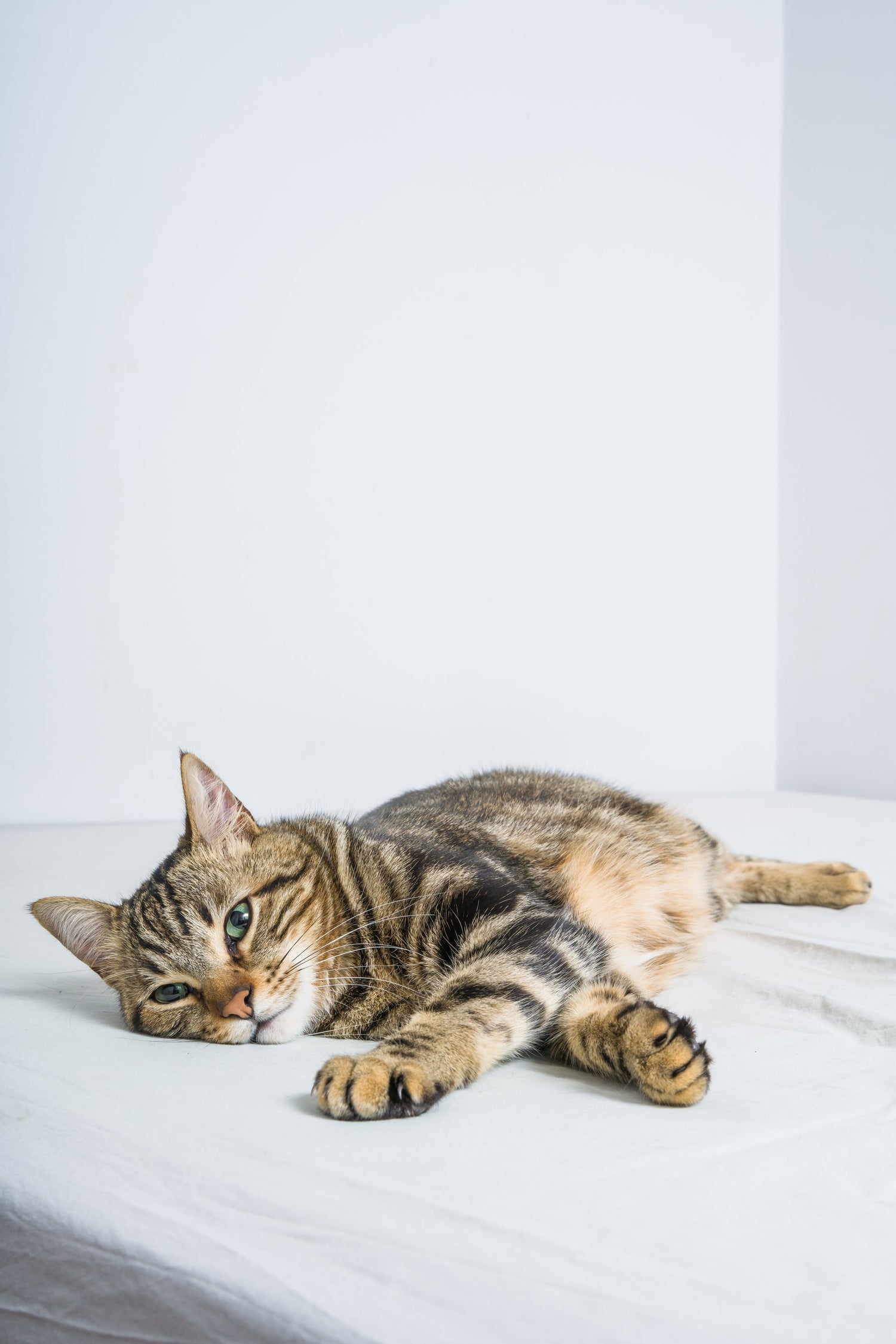 Pet cleaning